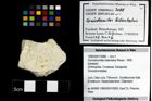 Foto (Objekt + Etiketten) von Goniodromites bidentatus (Reuss, 1859) 